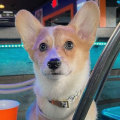 Pet-Friendly Pubs and Bars in Orange County, Florida