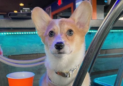 Pet-Friendly Pubs and Bars in Orange County, Florida